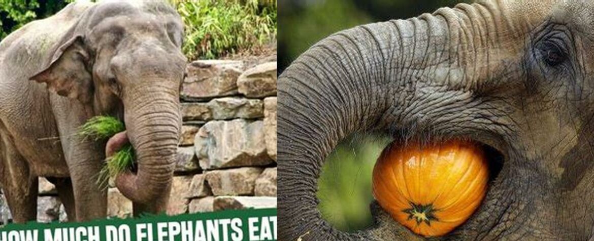 What Does Elephant Taste Like? Exploring the Controversy and Delicacy